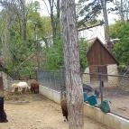 Pécsi Állatkert Pécs - Egyéb