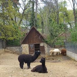 Pécsi Állatkert, Pécs - Egyéb