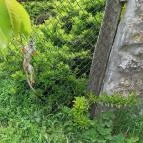 Pécsi Állatkert Pécs - Egyéb