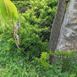 Pécsi Állatkert, Pécs - Egyéb