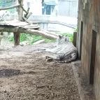 Pécsi Állatkert Pécs - Egyéb