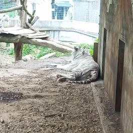 Pécsi Állatkert, Pécs - Egyéb