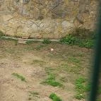 Pécsi Állatkert Pécs - Egyéb