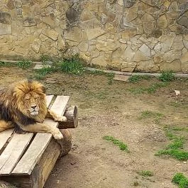 Pécsi Állatkert, Pécs - Egyéb