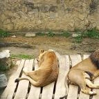 Pécsi Állatkert Pécs - Egyéb