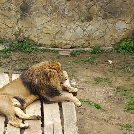 Pécsi Állatkert, Pécs - Egyéb