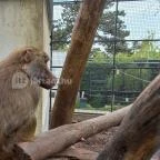 Pécsi Állatkert Pécs - Egyéb