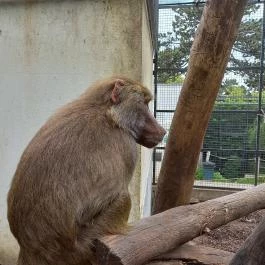 Pécsi Állatkert, Pécs - Egyéb