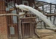 Pécsi Állatkert Pécs