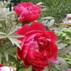 Pintér-kert arborétum Pécs - Egyéb