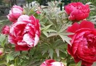 Pintér-kert arborétum Pécs