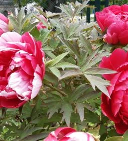 Pintér-kert arborétum