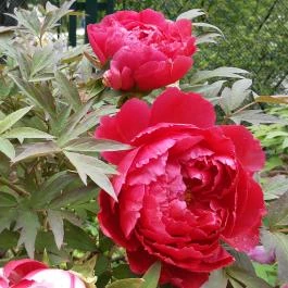 Pintér-kert arborétum Pécs - Egyéb