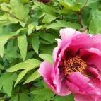 Pintér-kert arborétum Pécs - Egyéb