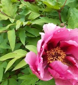 Pintér-kert arborétum