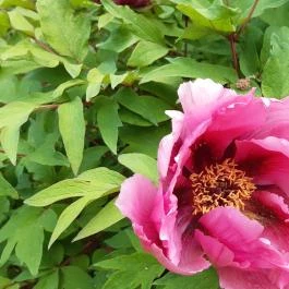 Pintér-kert arborétum Pécs - Egyéb