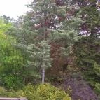 Pintér-kert arborétum Pécs - Egyéb