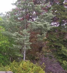 Pintér-kert arborétum