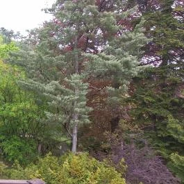 Pintér-kert arborétum Pécs - Egyéb