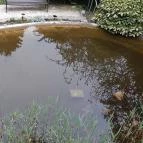 Pintér-kert arborétum Pécs - Egyéb