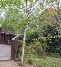 Pintér-kert arborétum