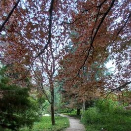 Pintér-kert arborétum Pécs - Egyéb