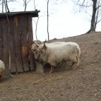 Rácz Tanya Orf? - Környék