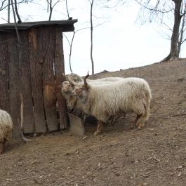 Rácz Tanya, Orf? - Környék