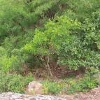 Siroki Vár Sirok - Egyéb