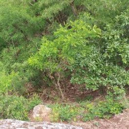 Siroki Vár, Sirok - Egyéb