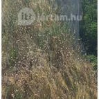 Soós-hegyi kilátó Balatonkenese - Egyéb