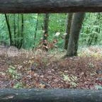 Szalajka-völgy Szilvásvárad - Egyéb