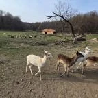 Szarvaskút Bakony Resort +16 Zirc - Külső kép