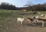 Szarvaskút Bakony Resort +16 Zirc