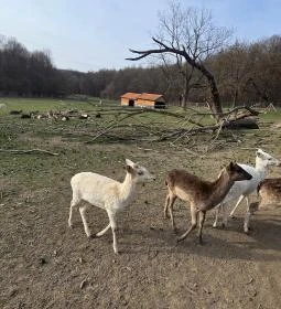 Szarvaskút Bakony Resort +16