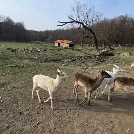 Szarvaskút Bakony Resort +16 Zirc - Külső kép