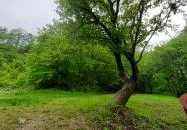 Tardosi Lombkorona-tanösvény Tardos