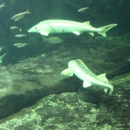 Tisza-tavi Ökocentrum Poroszló - Egyéb