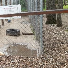 Veresegyházi Medveotthon, Veresegyház - 