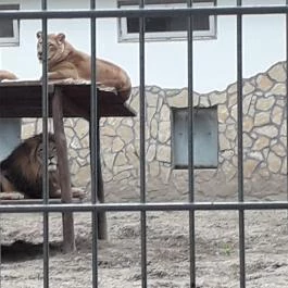 Veresegyházi Medveotthon, Veresegyház - 