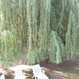 Villa B96 Siófok - Környék