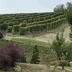 Zselicvölgy Szabadidőfarm Hajmás - Környék