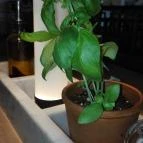 Vapiano Étterem - MOM Park Budapest - Belső