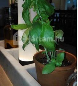 Vapiano Étterem - MOM Park