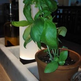 Vapiano Étterem - MOM Park Budapest - Belső