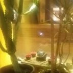 Cafe Frei Miskolc - Belső