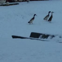 Erdőspuszta Club Hotel Debrecen - Egyéb