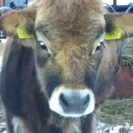 Erdőspuszta Club Hotel Debrecen - Egyéb