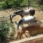 Királykúti Lovasporta Nagymaros - Környék