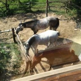 Királykúti Lovasporta Nagymaros - Környék